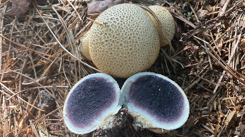 A Poisonous Kind Of Puffball Mushroom