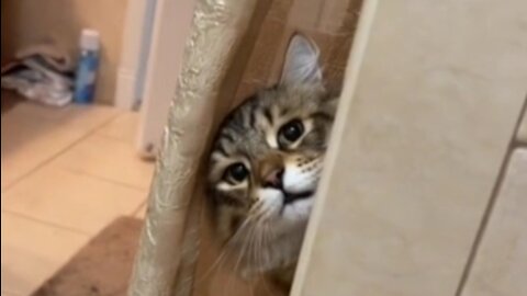 cat peeking behind the door