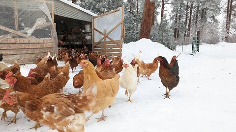 3 Tips For Keeping Chickens in The WINTER!
