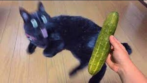 Cucumbers Are Cat's Enemy - Funny Pet Reaction | Purr Purr