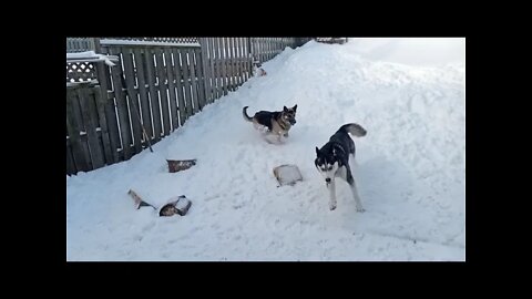 My Shepskys Mom & Dad Enjoying The Snowfall