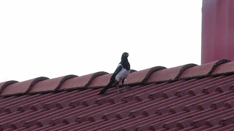 Magpies on the roof at work