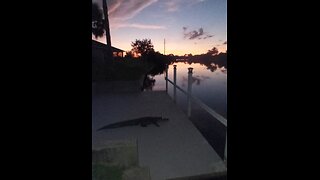 MY "PET" GATOR, BUDDY #2