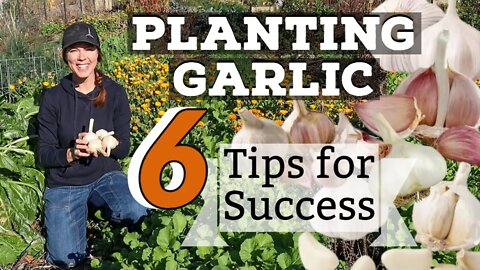 Planting Garlic-- Top Tips for Success!