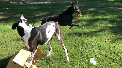 Funny Great Danes Open A Box of Little Bags Of Snacks And Start Snacking