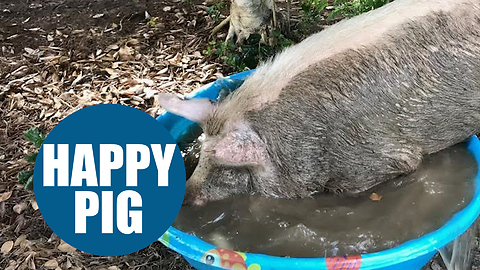 Pig who escaped meat farm rescued by swine loving couple