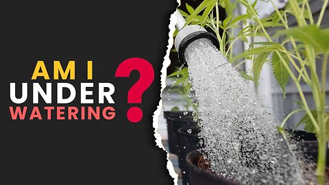 Am I Underwatering My Plants?