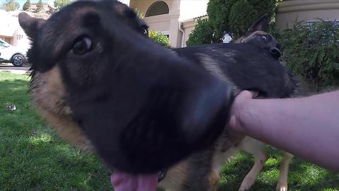 Two K-9 Officers Enjoy Delightful Playtime