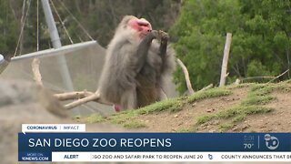 San Diego Zoo Reopens with Modifications