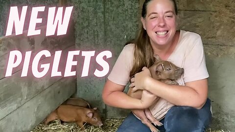 Will These Piglets Survive?