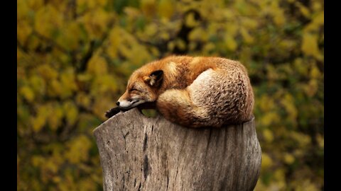 Red Fox Forest Animal Fur Cute Sweet Reddish Wild