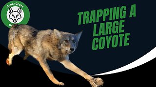 S.2 E.2 Trapping a Large Coyote