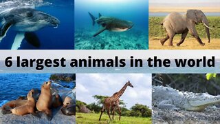 6 largest animals in the world