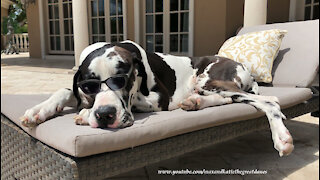 Laid Back Great Dane Looks So Cool In Shades