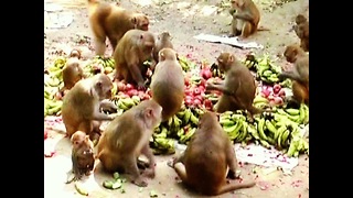 Monkey Banquet