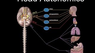 Cranial Nerves and Autonomics