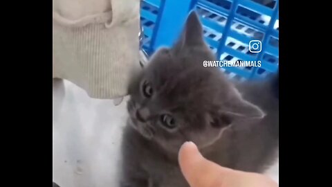 This Cat Is Going Crazy..🔥 #viral #funny #attitude #funnycat