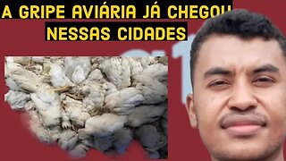 GRIPE AVIÁRIA - últimas notícias da gripe aviária no Brasil