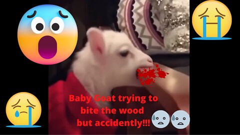 Baby Goat trying to bite the wood but accidently got!!!!!!