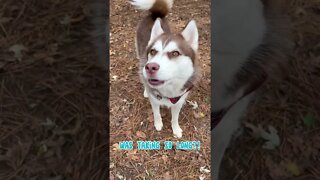 Conversation with my Husky