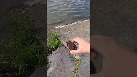 turtle rescue in Swan Lake NY 🐢 🦢