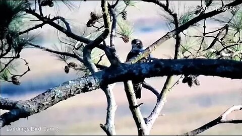 Red Tailed Hawk Perched by The Marsh 🌲 12/24/22 15:55