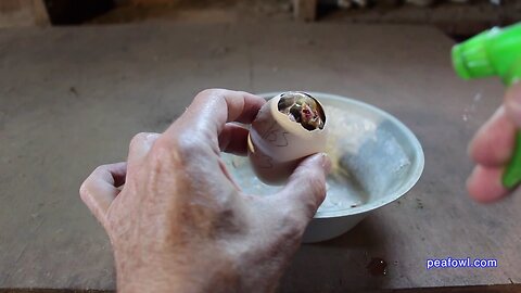 Helping Peachicks (peacock) to Hatch, Peacock Minute, peafowl.com