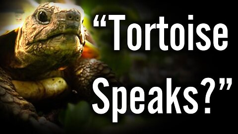 A Place For T: Giving Voice to the Tortoise in Our Hare-Brained World, Dr. Robert H. Lengel