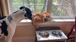 Great Dane too scared to approach food bowl with lingering cat nearby