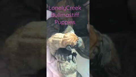 New born puppies. Yesterday in van. They were little to warm. LonelyCreek bullmastiff
