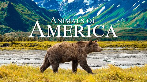 Animals of America 4K - Beautiful Relaxation Wildlife Film With Calming Music
