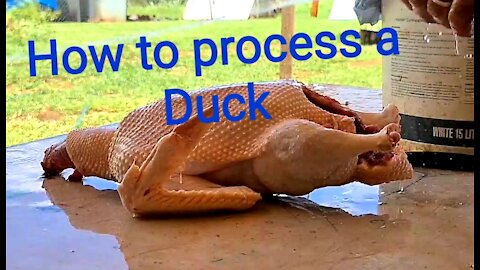How to process a Duck