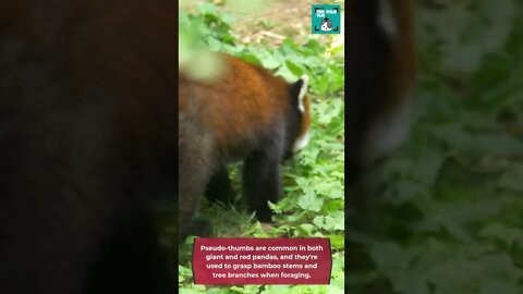 red panda facts - interesting facts about red panda : red panda facts for kids