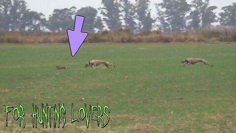 Rabbit with High Speed Vs Greyhounds 🐇 😱 | Galgos y conejos con alta velocidad Борзые и кролик