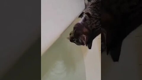 Cat Drinking from Bathtub! 🐈 #cat #silly #Drinking #bath #water #shorts