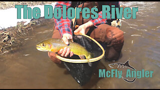 Could it be PIKE in that there lake? - Fishing the Dolores River - McFly Angler Episode 11