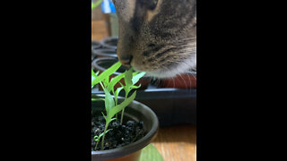 Repotting Seedlings