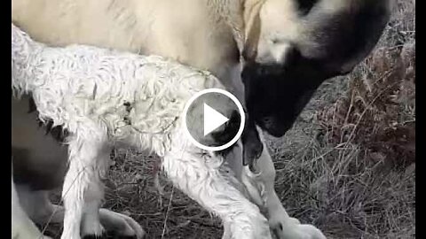Kangal Shepherd Dog and Lamb