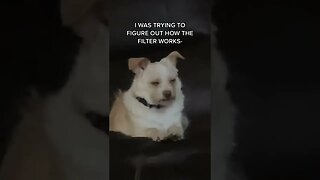 I like ur dog he’s perfect Video By teenytinytootsieroll #Shorts