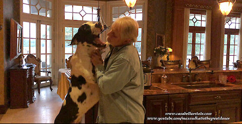 An Epic Bouncing Great Dane Greeting