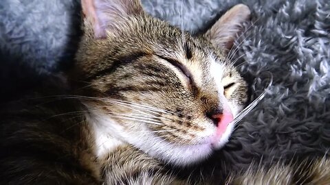 Kitten and His Red Little Nose