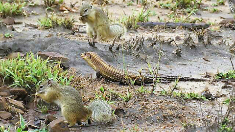 Giant lizard and two squirrels happily share tasty snack together