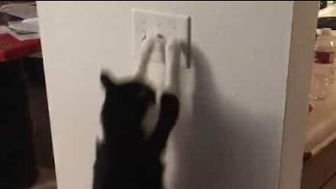 Kat ved, hvordan man slukker lyset