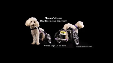 30 DOGS IN ONE HOUSE!!! MONKEY'S HOUSE PROVIDES LOVING CARE FOR HOMLESS DOGS WITH TERMINAL DIAGNOSES