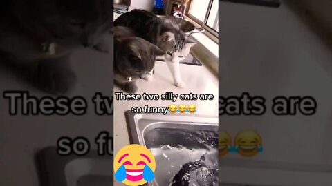 cat funny videos |Baby Cats - Cute and Funny |#short |#amazingworld |CAT AND FISH ACTION 😂😂
