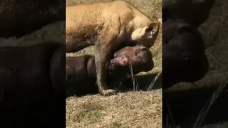 Lion Drags Hippo Alone / Wildlife at its best