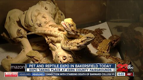 Today is the last day to make it to the Pet and Reptile Expo