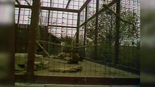 1987 - Indianapolis Zoo Closes