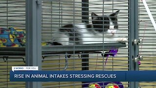 Shelters, rescues stressed with rise in animal intakes & owner-surrenders