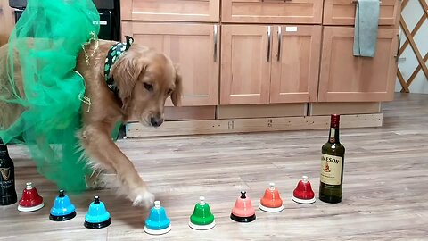 Golden Retriever Plays 'Danny Boy' On Bells For St. Patrick's Day